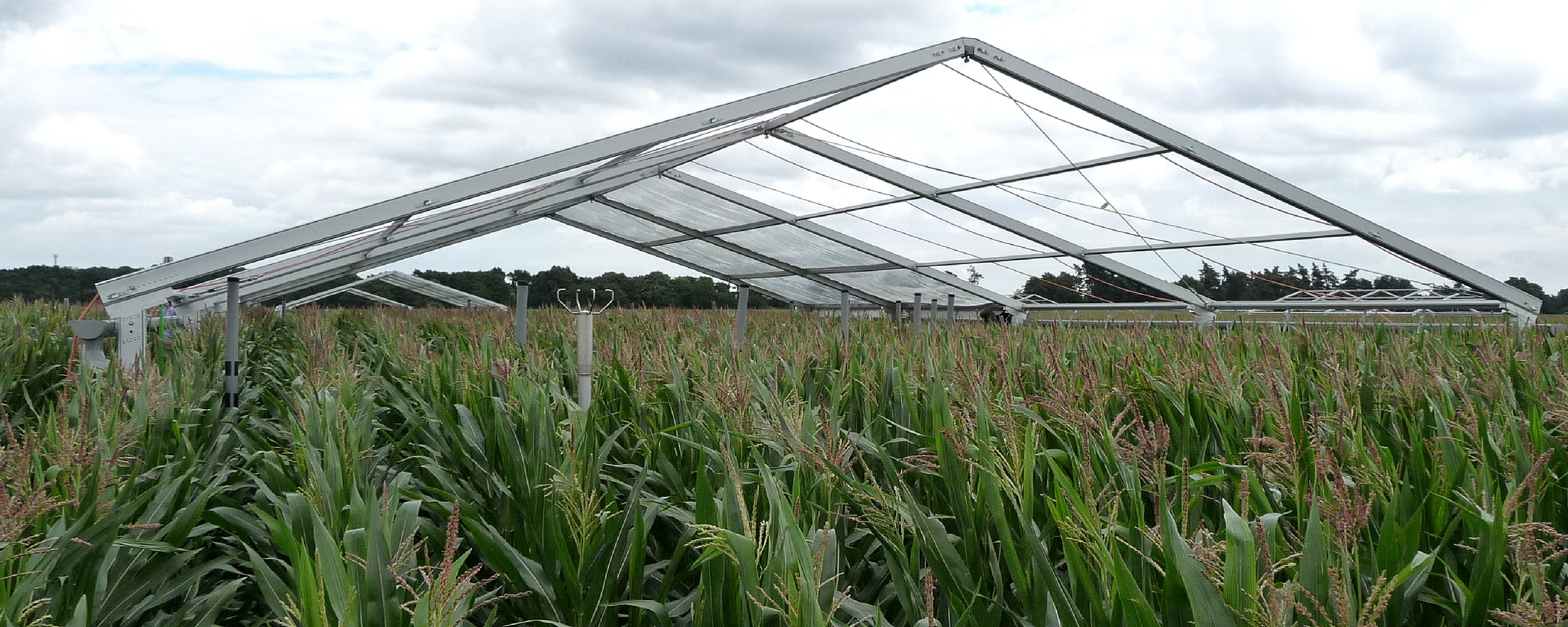 Röder Agricultural Halls Tent structure over a maize field